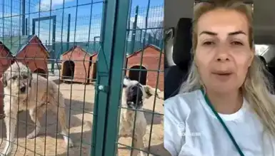 Hayvan Derneği Yöneticilerine 20 Milyonluk Zimmet Operasyonu